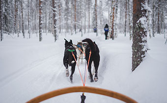 dogs pulling a sled in the snow