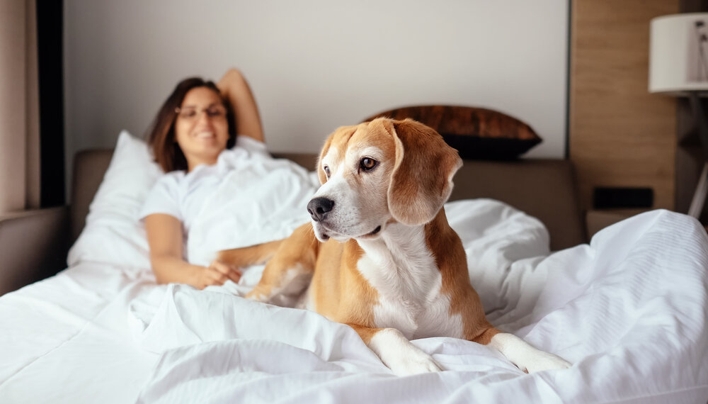 Pet-friendly stay at Kimpton Gray Hotel
