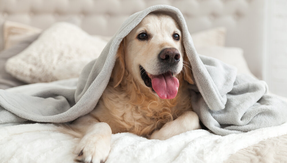 Pet-friendly stay at Kimpton Gray Hotel