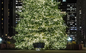 Chicago's Christmas Tree
