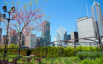 Maggie Daley Park