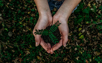 hands holding a plant