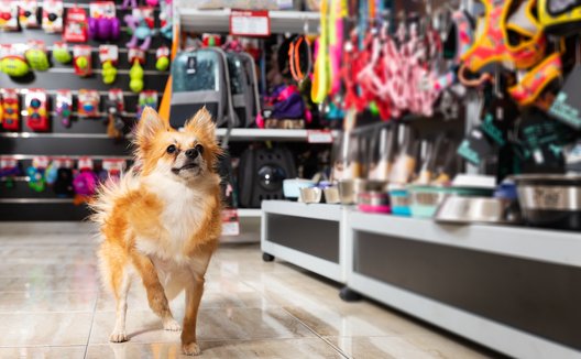 Dog shopping at a pet boutique